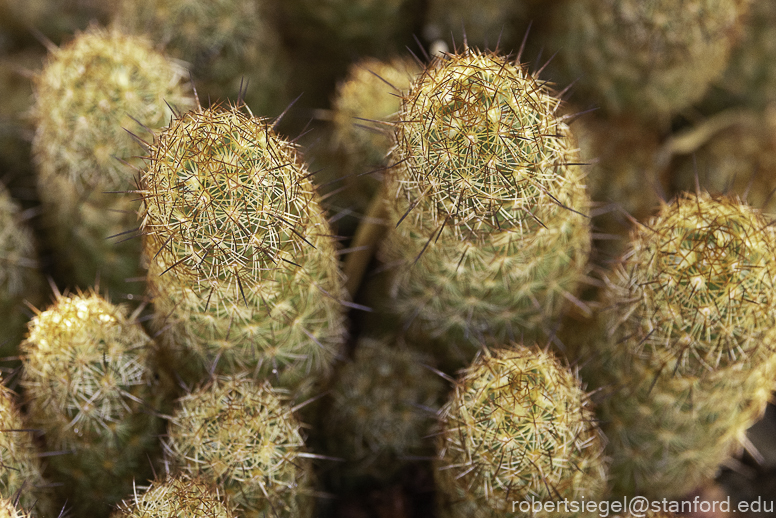 Joshua Tree National Park